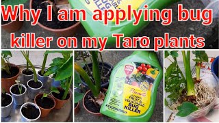 Why i am applying bug killer on my taro plants [upl. by Aicnerolf832]