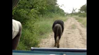 Driving Behind Black Maned Lion  The Lion Kings Scar [upl. by Stephen]