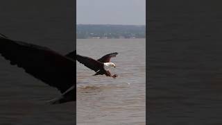 Eagle Attack To Fish [upl. by Maurine]