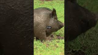 5 MindBlowing Pig Facts That Will CHANGE Your Perspective on These Intelligent Animals [upl. by Esnahc]