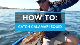 HOW TO Catch Calamari Squid on Shimano Sephia Jigs [upl. by Tatianas841]