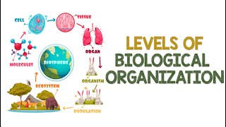 Levels of Biological Organization  Animation [upl. by Demetrius]