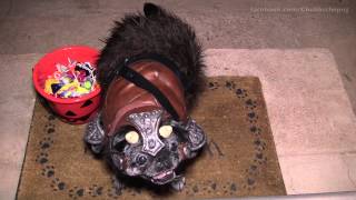 Gamorrean Pug Guard  Trick or Treat [upl. by Aia117]