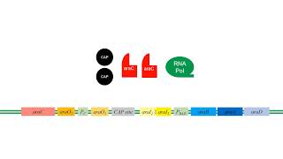 LArabinose Operon [upl. by Wescott]