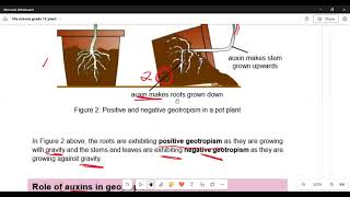 Life Sciences Grade 12 Plant responding to the environment GeotropismMATRICNATEDSPECIALIST [upl. by Scevor565]