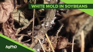 Sclerotinia White Mold 1085 Air Date 12019 [upl. by Nedrob]