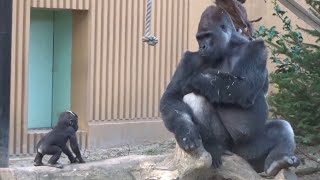 父親の前で一生懸命ドラミングを連発する赤ちゃんゴリラが可愛すぎる⭐️Gorilla【京都市動物園】A baby gorilla beats his chest in front of his dad [upl. by Monreal991]