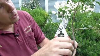 How to Prune Evergreen Shrubs Selectively [upl. by Areivax]