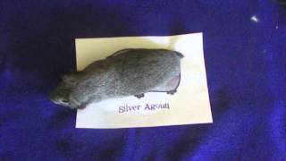 Silver Agouti Guinea Pig [upl. by Reniti]