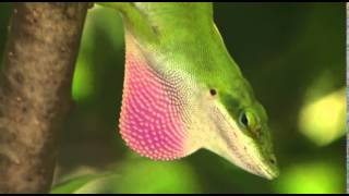 Anole lizards dewlap [upl. by Siulegroj]