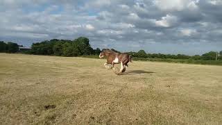 Magnificent POWERFUL Clydesdale stallion gallops in the sunshine [upl. by Leduar]