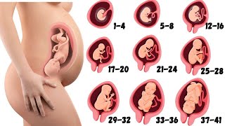 From 1  41 Weeks Fetal Developments  Pregnancy Week By Week [upl. by Constantin856]