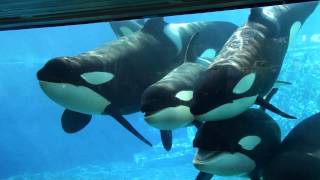 6 Killer Whales in Underwaterviewing Seaworld Orlando [upl. by Given818]