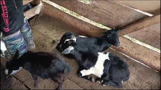 MANIPUR GOATS FARMING [upl. by Wiatt]