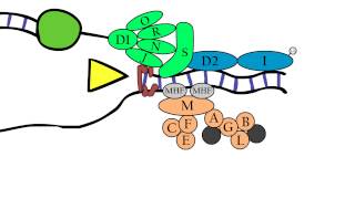 Fanconi Anemia  Molecular aspects [upl. by Tirrell]