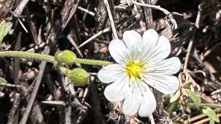 Oreja de ratón Cerastium alpinum [upl. by Norton]