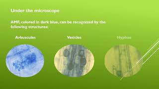 Visualizing mycorrhizal fungi in roots  SolACE Training Material [upl. by Marquita]