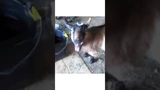 Funny Goat Sounds  Shorts Video Goat Sounds [upl. by Cira537]