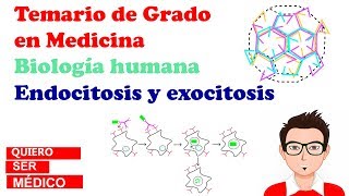 ENDOCITOSIS Y EXOCITOSIS Clatrina caveolas COPI y COPII macropinocitosis  Biología humana [upl. by Ivgnout]