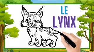 Comment dessiner un lynx facilement  Dessin lynx facile amp coloriage par étapes [upl. by Hulton704]