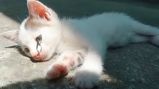 ABANDONED Kitten ENDURES INSANE Amount Of REJECTION to FIND Mom Meow Cat Rescue Cat videos Purr [upl. by Naitsihc]