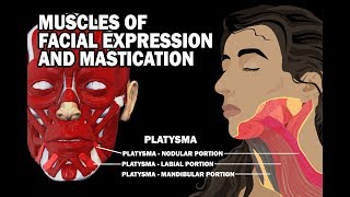 MUSCLES OF FACIAL EXPRESSION AND MASTICATION [upl. by Alyakam136]