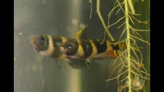 Clown Killifish Pseudeplatys annulatus [upl. by Farrar]