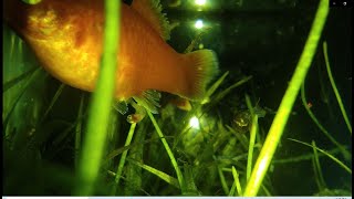 Platy fish giving birth shorts [upl. by Dnalerb123]