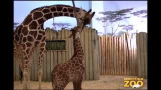 Baby Giraffe Born at Brookfield Zoo [upl. by Anigger]