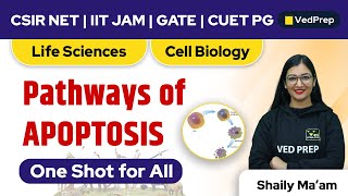 Pathways of APOPTOSIS  Life Sciences CSIR NET  IIT JAM  GATE  CUET PG  VedPrep Biology Academy [upl. by Wappes]