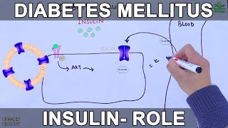 Diabetes Medication Explained  Diabetes Drugs Mechanism Side Effects and Classification [upl. by Wester]