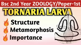 Tornaria larva Bsc 2nd year topic [upl. by Nedah]