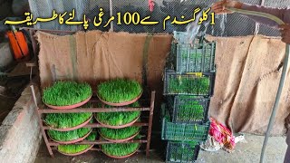 Free range chicken farm in PakistanFree range Australorp hen farminghydroponic green fodder [upl. by Harshman]