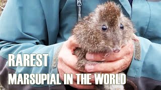 Meet the rarest marsupial IN THE WORLD  Gilberts Potoroo [upl. by Hollerman106]