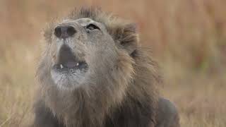 Explore the Okavango Delta [upl. by Anazus]