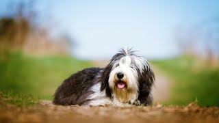 Old English Sheepdog Herding A Skillful Tradition [upl. by Anthea]