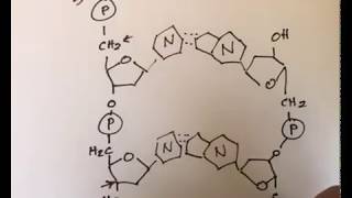 DNA structure  antiparallel [upl. by Newberry]