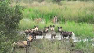 African Safari Hyenas vs Wild Dogs [upl. by Balas815]