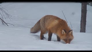 Nya kunskaper om hur rödräven rör sig i landskapet  Naturvårdsverket [upl. by Eddy]