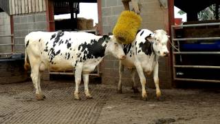 Friesian Dairy Cows [upl. by Oznole]