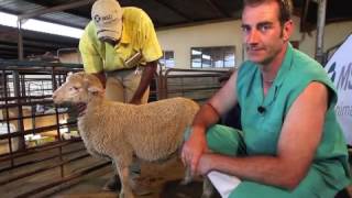 Sheep Intramuscular injection technique [upl. by Sucramej]