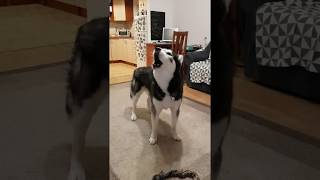 Husky Howling  Siberian Husky Howling like a wolf  Life With Siberian Husky [upl. by Naneik]