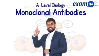 Monoclonal Antibodies  ALevel Biology [upl. by Felice]