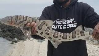 Leopard Shark Fishing In San Francisco Bay [upl. by Abba]