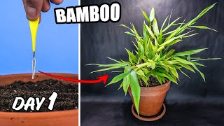 Bamboo Growing Time Lapse  Seed to Plants 220 Days [upl. by Melvena]