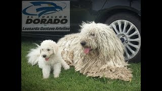 komondor  Raza de Perro [upl. by Anirdnajela]