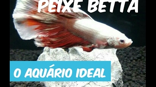 Peixe Betta  Aquário Ideal [upl. by Burhans]