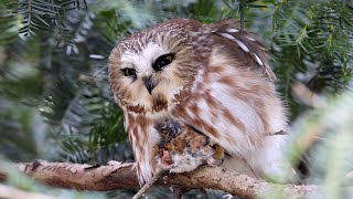 Northern Sawwhet Owl [upl. by Namor]