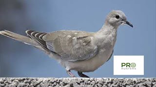 Eurasian Collared Dove Sound Bird Call for Pro Hunters [upl. by Ecydnac]