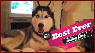 TOP 10 BEST TALKING DOGS EVER [upl. by Akimert]